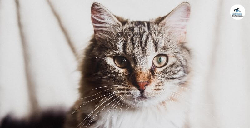 Pourquoi est-ce important de changer l’alimentation de votre chat après la stérilisation ?
