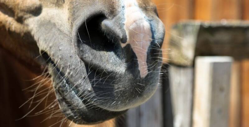 Mon cheval saigne du nez