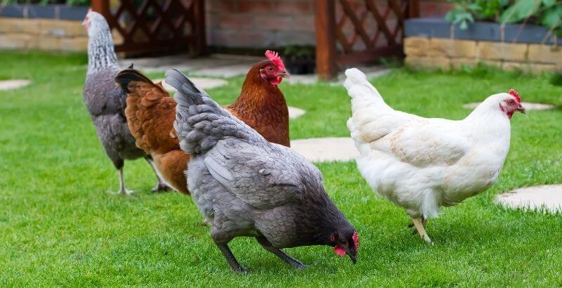 Comment protéger ses poules des prédateurs ?