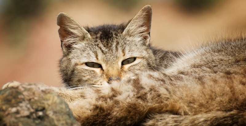 Canicule et fortes chaleurs : Quelles précautions prendre pour votre chat ?