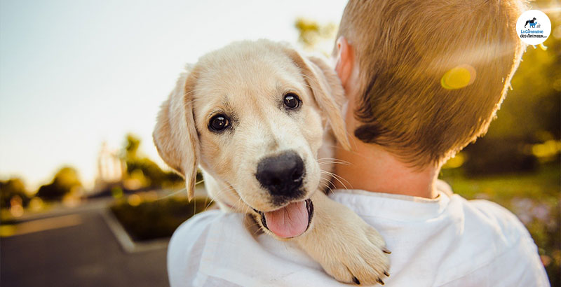 Leishmaniose : Scalibor protège vos chiens pendant 1 an !