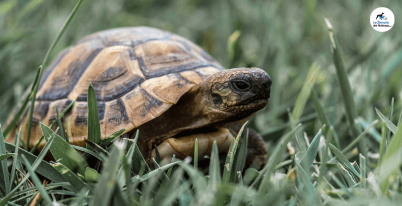 Hibernation de la tortue : Comment l'aider à passer l'hiver ?