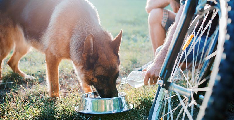 Hydratation en période chaude : n'oubliez pas votre animal !