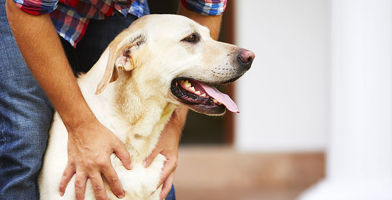 Quizz : Testez vos connaissances sur les antiparasitaires pour chien
