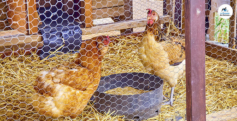 Comment renforcer les défenses de ses poules contre les parasites internes ?