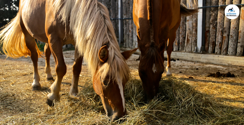Quels sont les aliments dangereux pour les chevaux ?