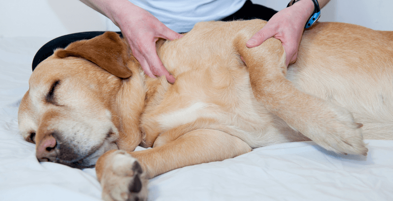 Oser masser son chien …bonheur et bien être partagés au menu !