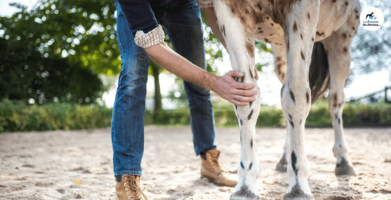 Les suros chez le cheval : Comment prévenir et soigner ?