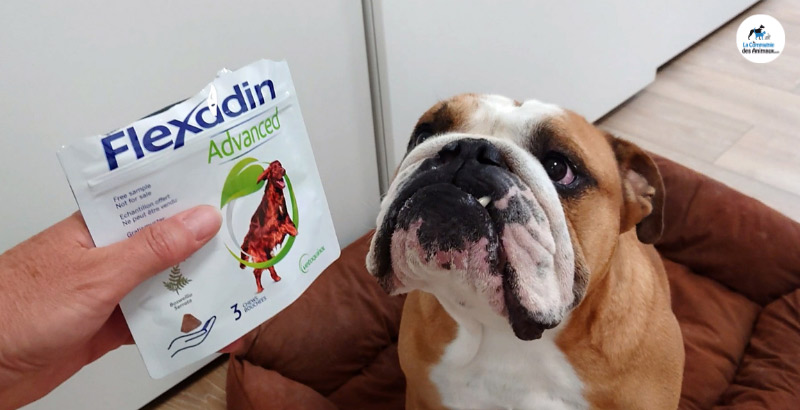 On a testé : le complément articulaire pour chien Flexadin Advanced [VIDEO]