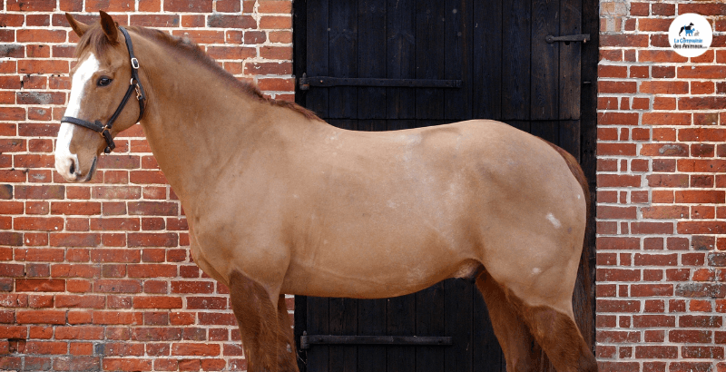Réussir la tonte de mon cheval : nos conseils pratiques