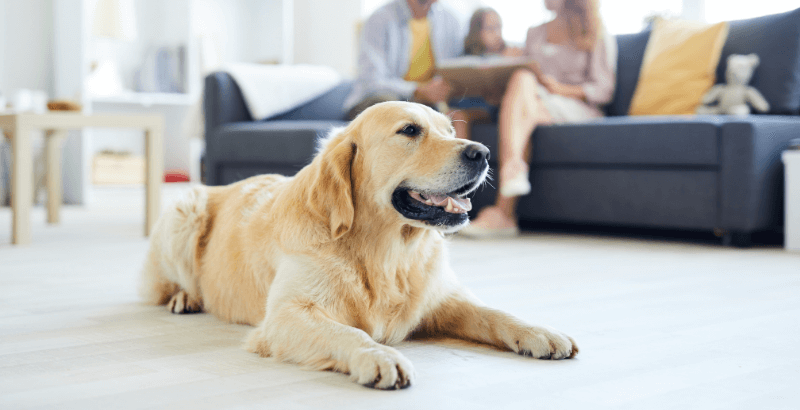 L'assurance santé animale : faut-il assurer son chien ou son chat ?