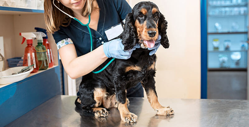 Préparer son chien à la visite chez le vétérinaire