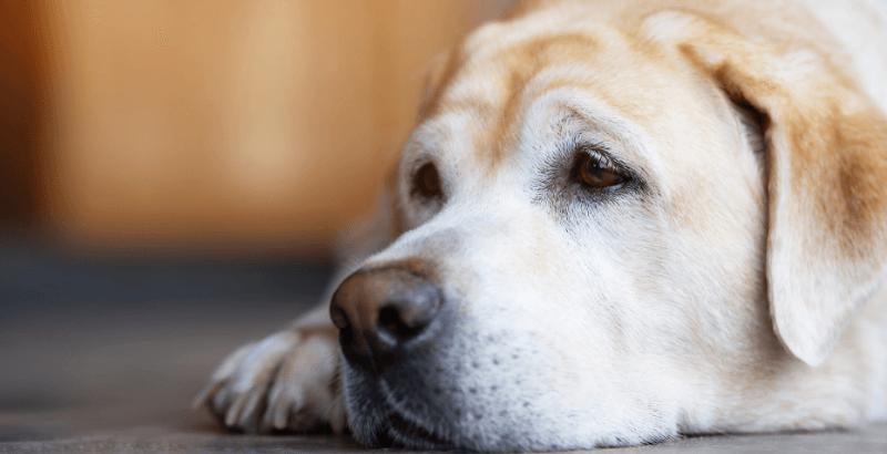 Le cancer chez le chien : dossier spécial