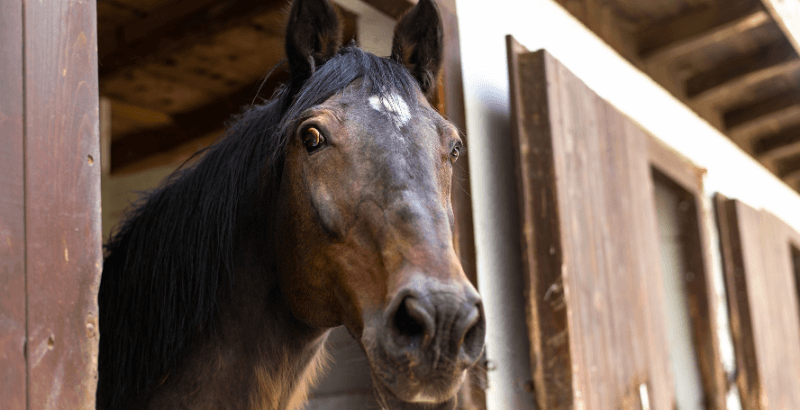 Comprendre le stress et l'anxiété chez le cheval