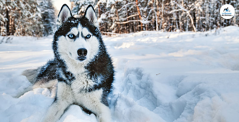 Emmener son chien aux sports d'hiver