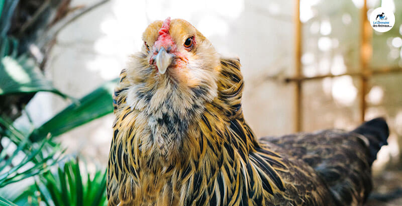 Comment prendre soin de ses poules en été ?