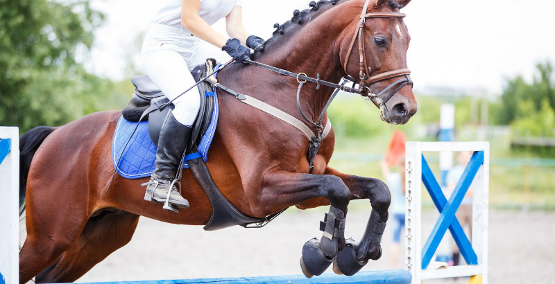 Efforts lors d'activités sportives : Comment soulager son cheval ?