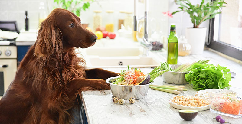 Un chien peut-il manger végétarien ?
