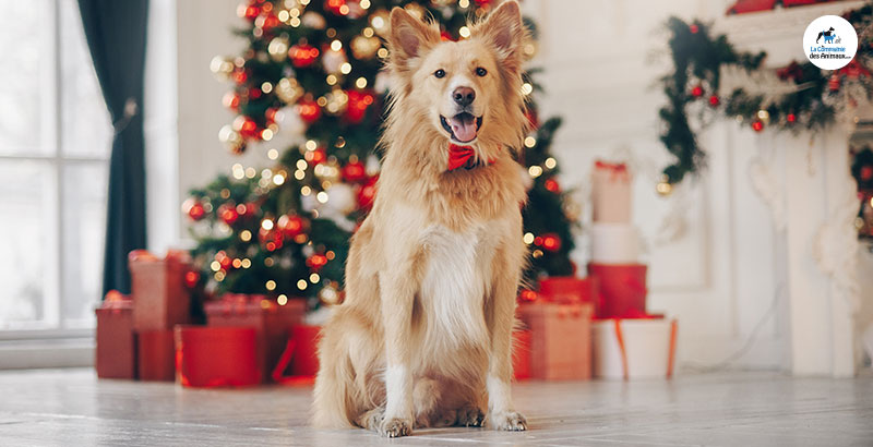 Nouvelle année : les bonnes résolutions à prendre pour votre chien