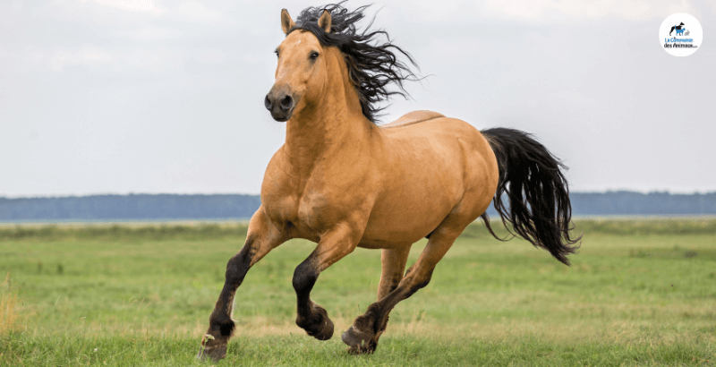 Quels sont les 6 besoins vitaux chez les chevaux ?