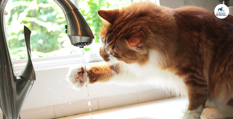 5 astuces pour hydrater son chat