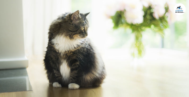 Vrai ou Faux : Un chat castré est toujours obèse