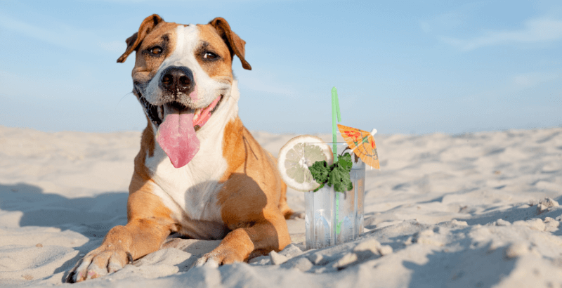 Canicule et fortes chaleurs : Quelles précautions prendre pour votre chien ?