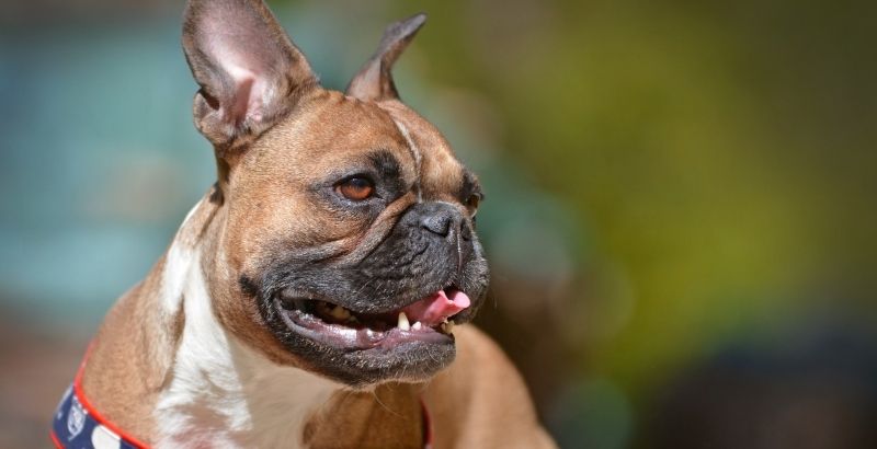 Mon chien a mauvaise haleine : comment combattre la mauvaise haleine du chien avec Prozym ?