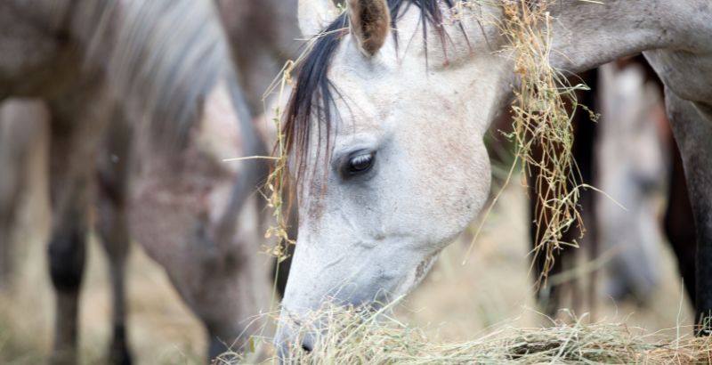 Quels sont les aliments dangereux pour les chevaux ?