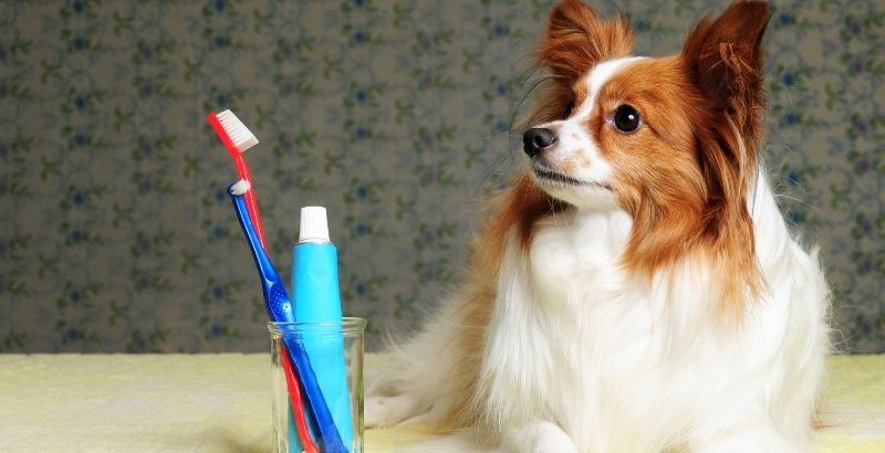 Comment prendre soin des dents de son chien avec Prozym ?