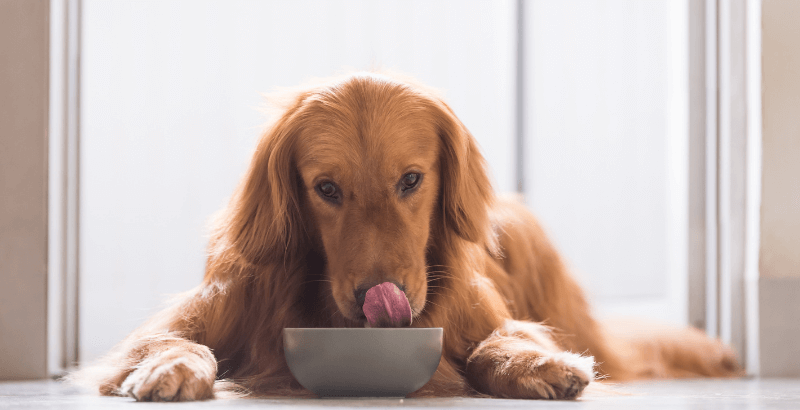 La transition alimentaire chez le chien
