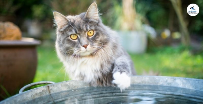 Les chats trempent leurs pattes dans l’eau pour s’amuser ?