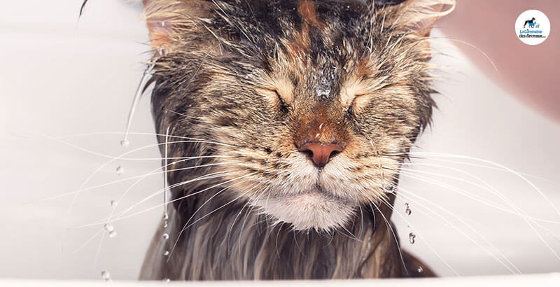 Vrai ou Faux : Les chats n’aiment pas l’eau