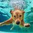 Les risques de la baignade chez le chien