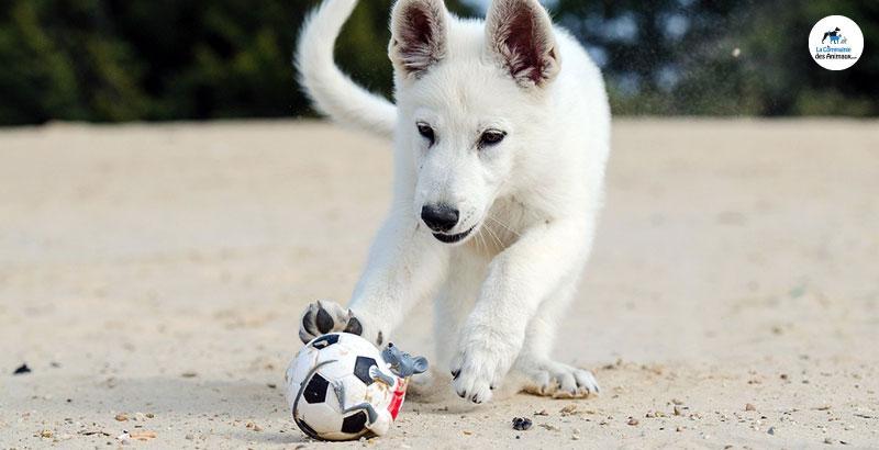 Coupe du monde de Football... Faites-en profiter votre chien !
