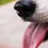 Vrai ou Faux : Les chiens peuvent soigner une plaie en la léchant