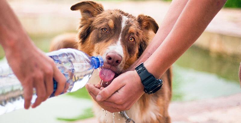Quelle quantité d’eau votre chien doit-il boire par jour ?