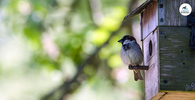 Quel nichoir choisir pour les oiseaux de son jardin ?