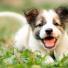 Vrai ou Faux : Un chien qui remue la queue est forcément content