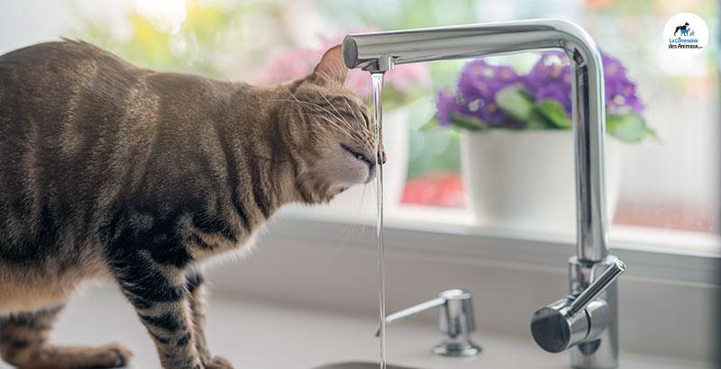 Quelle fontaine à eau choisir pour son animal ?