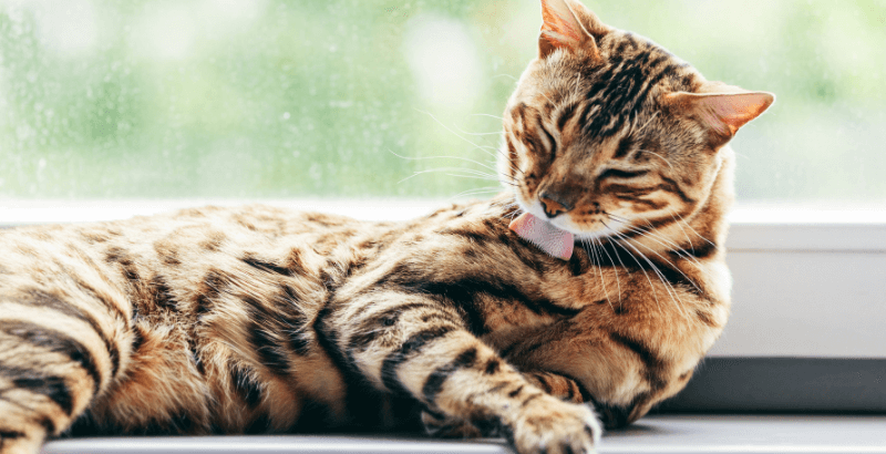 Savorial : Comment optimiser le transit digestif des chats ?