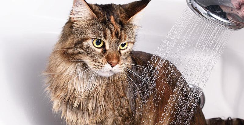 Faut-il laver un chat ?