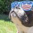 Rayons solaires, votre chien aussi doit être protégé !