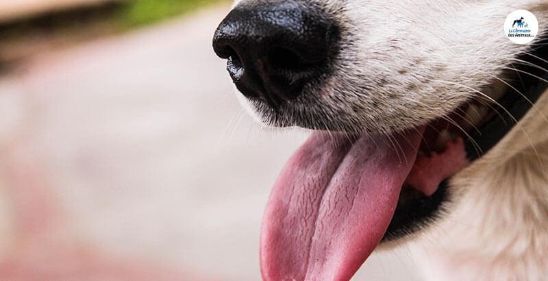 Vrai ou Faux : Les chiens peuvent soigner une plaie en la léchant