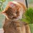 L’herbe à chat « qui excite » : pourquoi en raffolent-ils ?