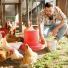 Quels sont les aliments toxiques pour les poules ?