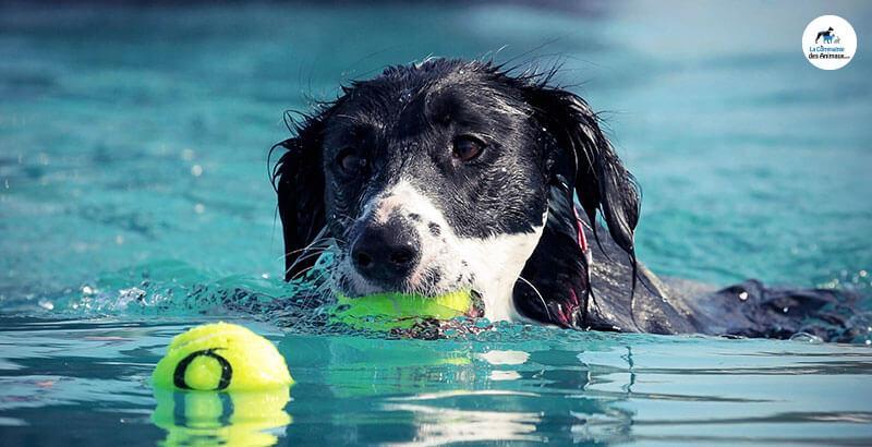Vrai ou Faux : Les chiens sont des nageurs hors-pairs