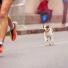 Canicross : Nos conseils pour courir avec son chien