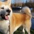 Interview - Mon chien est un Akita Inu