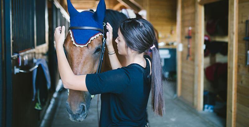 Comment prendre soin des oreilles de son cheval ?